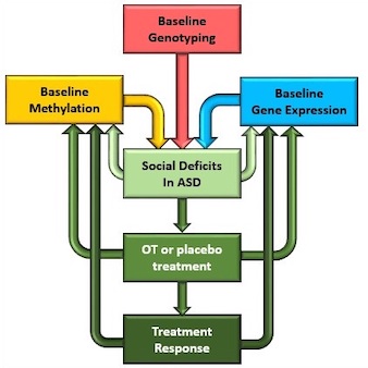 Simon Gregory Autism Flowchart