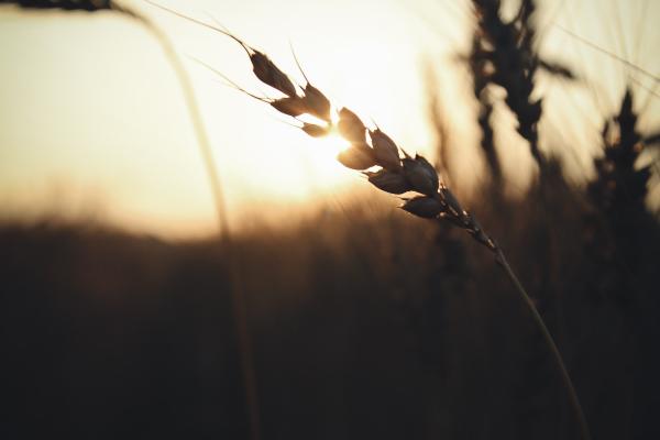 Wheat image courtesy unsplash