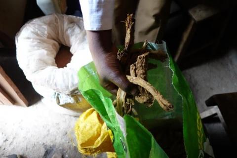 Hand grabbing vegetation in Uganda