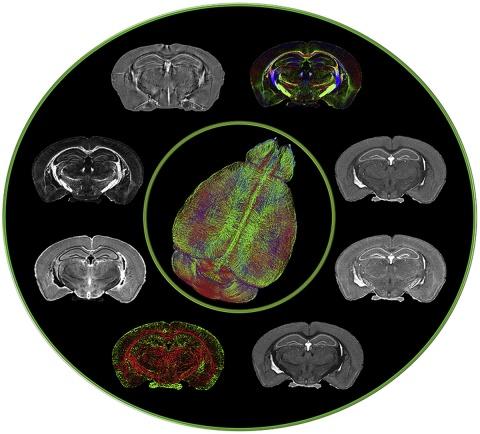 Composite of mouse MRI from L White