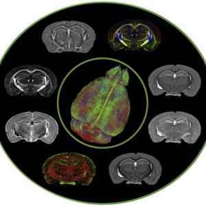 Composite of mouse MRI from L White